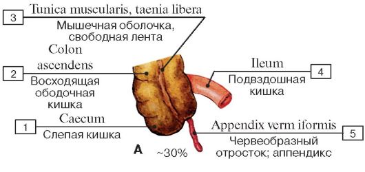 Углубления задней стенки брюшинной полости и таза мужчины. 3 страница - student2.ru