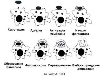 Уничтожение генетически измененных клеток - student2.ru