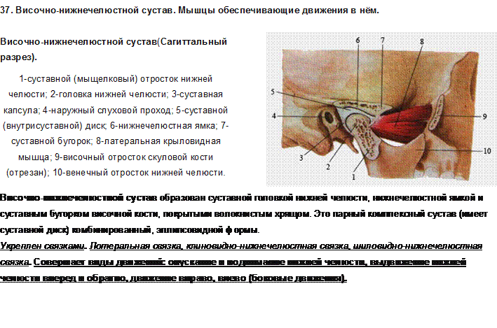 Уровни организации живого организма. Строение клетки. Ткани, органы, системы органов. - student2.ru