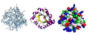 Уровни структуры белков: 1 — первичная, 2 — вторичная, 3 — третичная, 4 — четвертичная - student2.ru