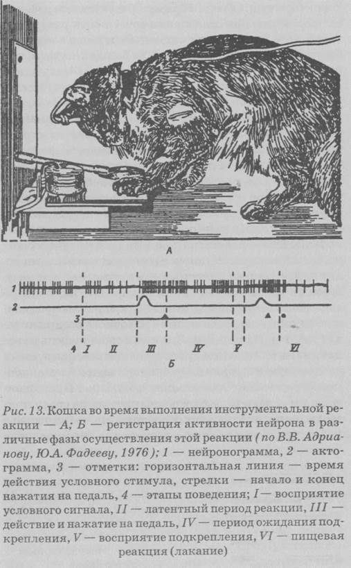 Условные рефлексы как эффект-зависимое - student2.ru