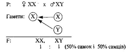 успадкування ознак, зчеплених зі статтю - student2.ru