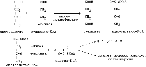 утилизация кетоновых тел - student2.ru