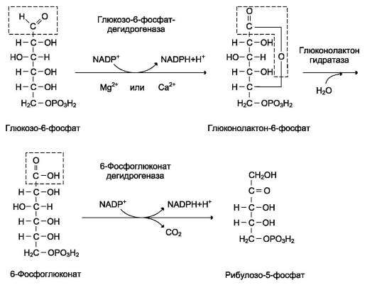 В неокислительной фазе рибулозо-5-фосфат обратимо превращается в рибозо-5-фосфат и метаболиты гликолиза - student2.ru