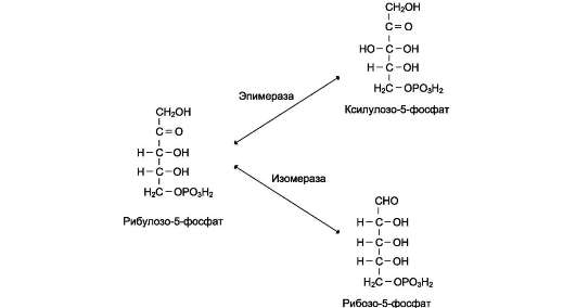 В неокислительной фазе рибулозо-5-фосфат обратимо превращается в рибозо-5-фосфат и метаболиты гликолиза - student2.ru