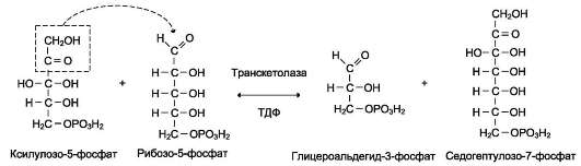 В неокислительной фазе рибулозо-5-фосфат обратимо превращается в рибозо-5-фосфат и метаболиты гликолиза - student2.ru