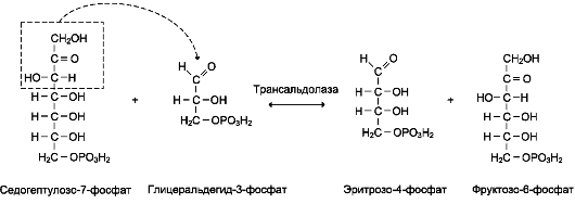 В неокислительной фазе рибулозо-5-фосфат обратимо превращается в рибозо-5-фосфат и метаболиты гликолиза - student2.ru