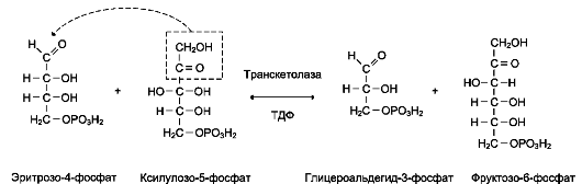 В неокислительной фазе рибулозо-5-фосфат обратимо превращается в рибозо-5-фосфат и метаболиты гликолиза - student2.ru