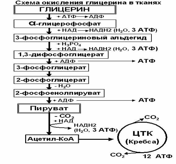 В неокислительной фазе рибулозо-5-фосфат обратимо превращается в рибозо-5-фосфат и метаболиты гликолиза - student2.ru