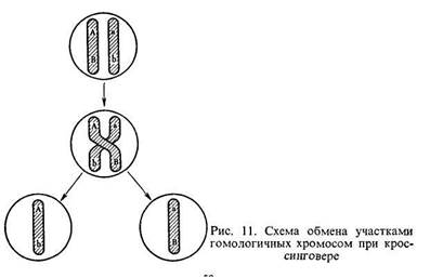 В одной семье у кареглазых родителей имеется четверо детей. Двое голубоглазых имеют I и IV группы крови, двое кареглазых — II и III. 1 страница - student2.ru