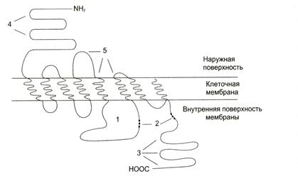 V. трансмембранная передача сигнала - student2.ru