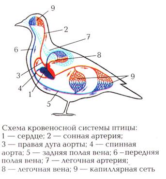 Важнейшие ароморфозы класса Птицы - student2.ru