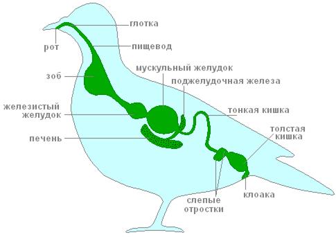 Важнейшие ароморфозы класса Птицы - student2.ru