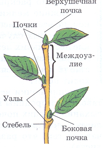 вегетативные органы растения - student2.ru