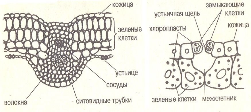 вегетативные органы растения - student2.ru