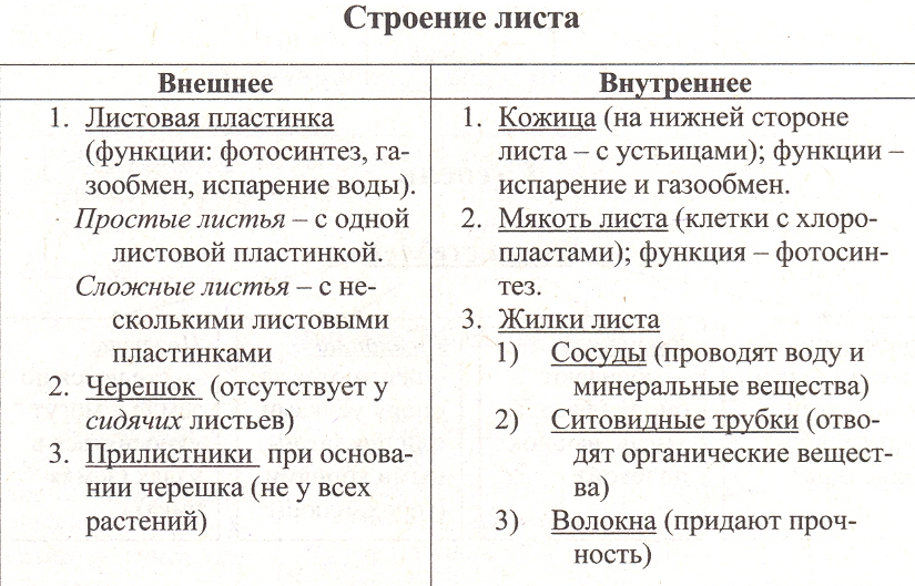 вегетативные органы растения - student2.ru