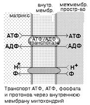вещества-разобщители процессов окисления и фосфорилирования - student2.ru