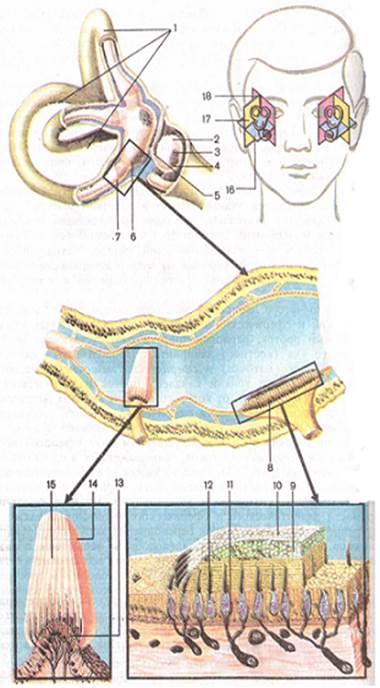 Вестибулярная сенсорная система - student2.ru