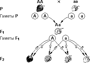 виды взаимодействия аллельных генов - student2.ru