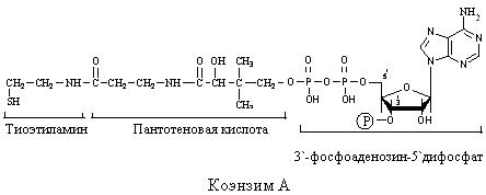 Витамин B3, пантотеновая кислота - student2.ru