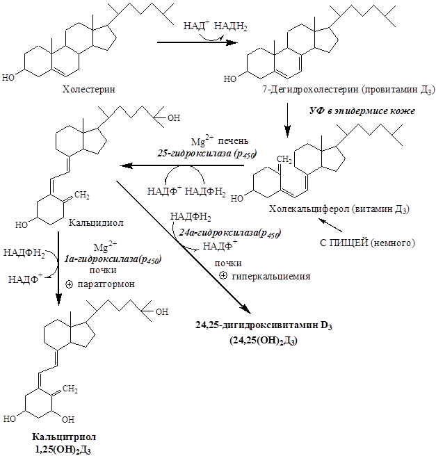 витамин d (кальциферолы) - student2.ru