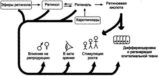 витамин рр (никотиновая кислота, никотинамид) - student2.ru