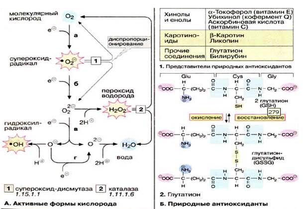 Визначення вмісту вторинних продуктів перекисного окиснення біополімерів - student2.ru