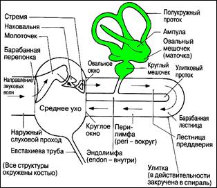 Внутреннее ухо - student2.ru