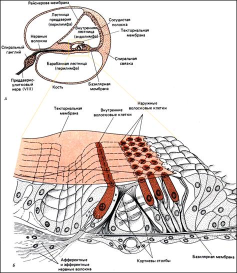 Внутреннее ухо - student2.ru