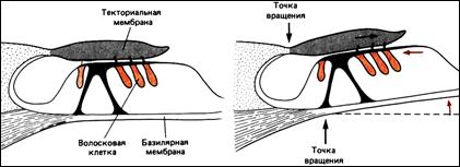 Внутреннее ухо - student2.ru