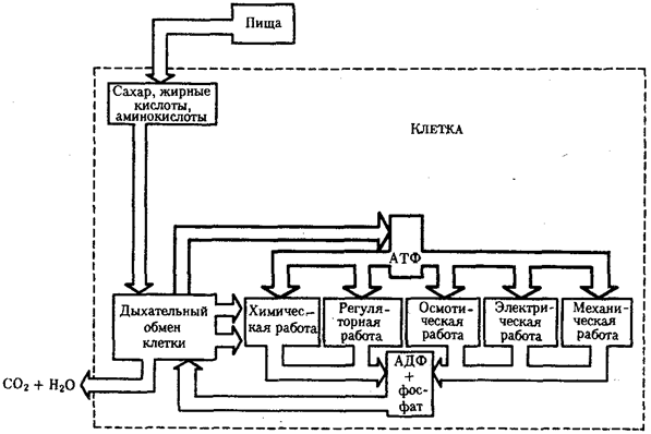 Внутриклеточный поток энергии - student2.ru