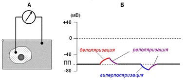 Возбудимая клетка в состоянии покоя - student2.ru