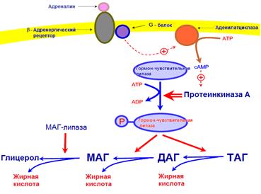 Всасывание продуктов расщепления липидов - student2.ru