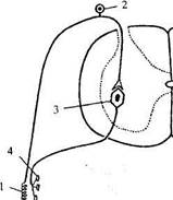 Вспомогательные аппараты нервной системы - student2.ru