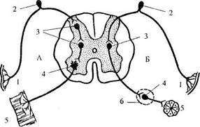 Вспомогательные аппараты нервной системы - student2.ru