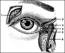 Вспомогательные структуры глаза - student2.ru