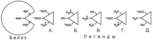 Вторичная структура белка стабилизируется преимущественно - student2.ru