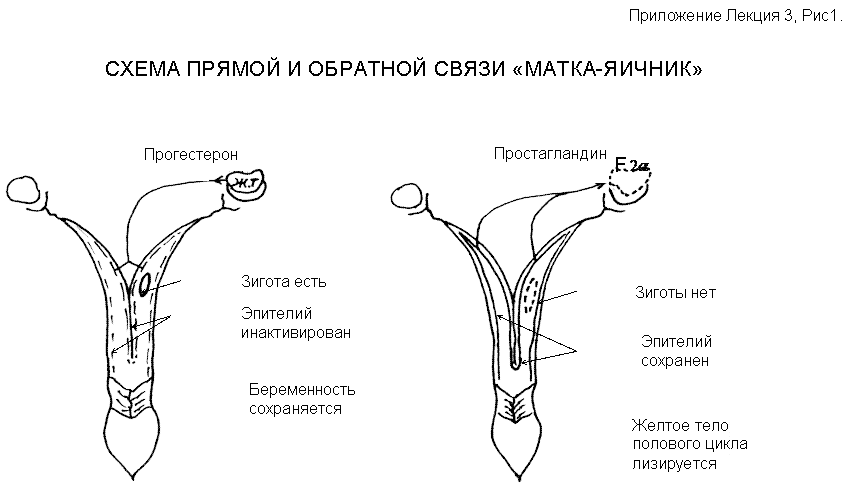 Второй уровень регуляции: организм - половая система - student2.ru