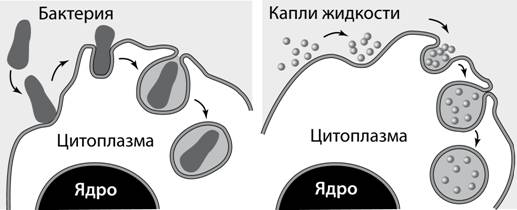 Выберите три правильных ответа из шести - student2.ru