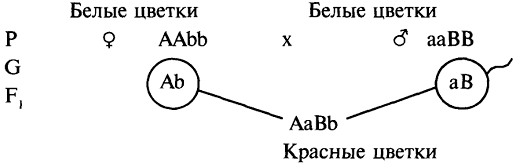 Взаимодействие неаллельных генов. Комплиментарность, эпистаз, полимерия. - student2.ru