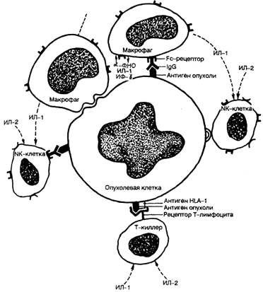Взаимодействие опухоли и организма-опухоленосителя - student2.ru