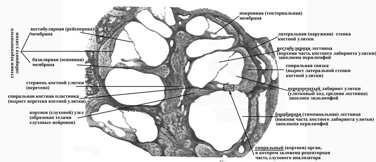 Взаиморасположение костного и перепончатого лабиринтов улитки внутреннего уха - student2.ru