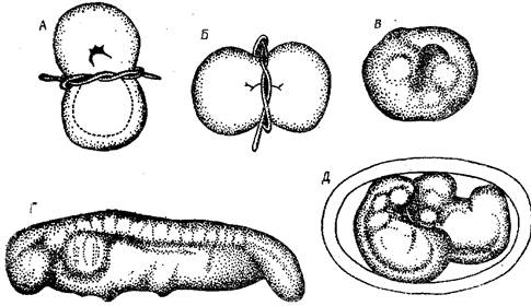 экспериментальная эмбриология - student2.ru