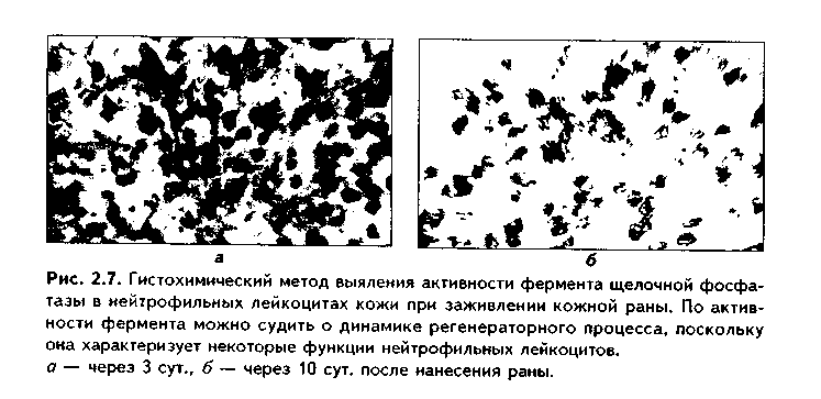 электронная микроскопия и ее виды - student2.ru