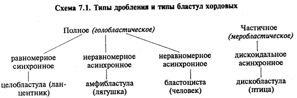 эмбриональное развитие - student2.ru