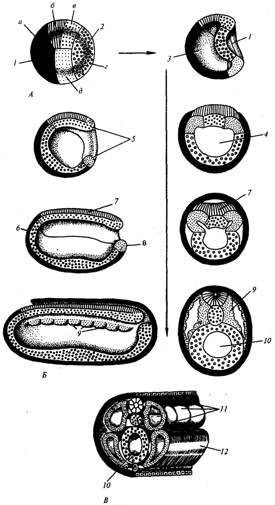 эмбриональное развитие - student2.ru