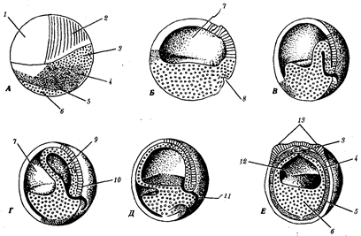 эмбриональное развитие - student2.ru
