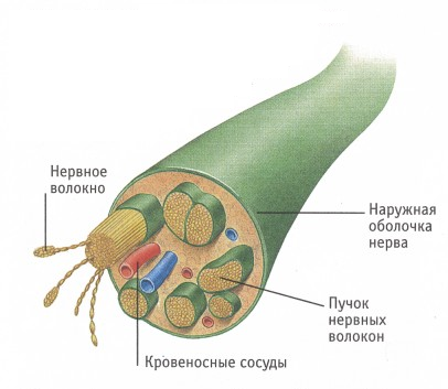 Эндокринная система (гуморальная регуляция). - student2.ru