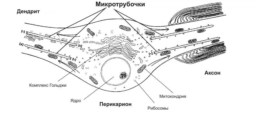 Эндокринная система (гуморальная регуляция). - student2.ru