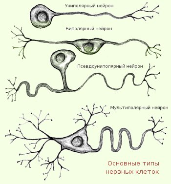 Эндокринная система (гуморальная регуляция). - student2.ru